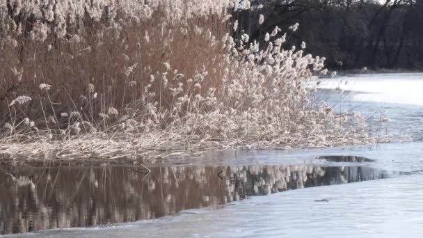 Våren Swamp Högt Gräs Som Vajar Vinden — Stockvideo