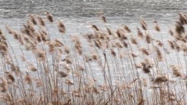 Bahar. uzun otların rüzgarda sallanan bataklık.