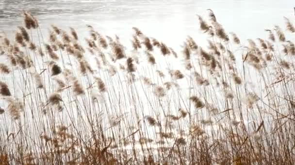 沼泽高大的草在风中摇曳 — 图库视频影像