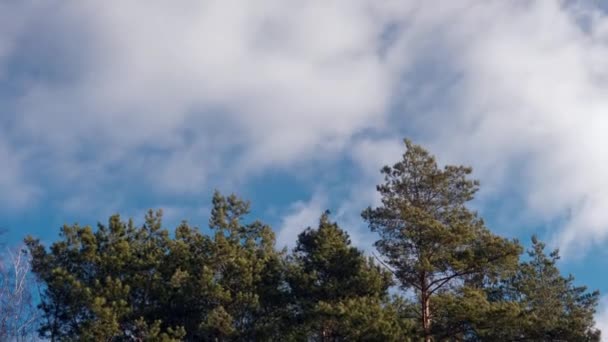 Comienzo Primavera Ramas Pino Balanceándose Contra Cielo Azul — Vídeo de stock