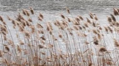 Bahar. uzun otların rüzgarda sallanan bataklık.