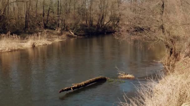 Frühlingsanfang Wilder Schneller Fluss Dickicht — Stockvideo