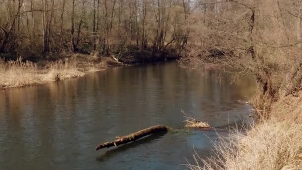 Frühlingsanfang Wilder Schneller Fluss Dickicht — Stockvideo