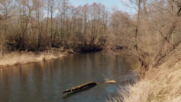 Την Αρχή Της Άνοιξης Άγρια Γρήγορη Ποτάμι Ανάμεσα Συστάδες — Αρχείο Βίντεο