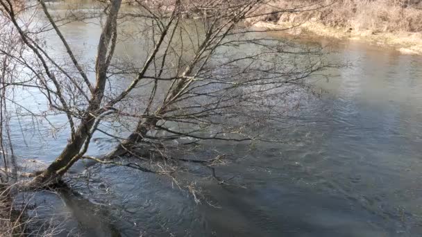 Het Begin Van Lente Wilde Snel Rivier Onder Het Kreupelhout — Stockvideo