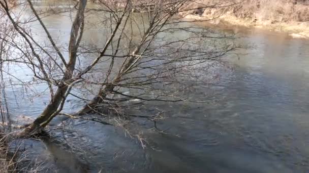 Het Begin Van Lente Wilde Snel Rivier Onder Het Kreupelhout — Stockvideo