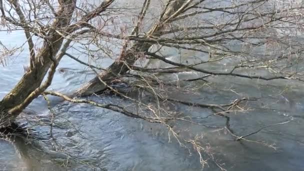 Awal Musim Semi Sungai Cepat Liar Antara Semak Semak — Stok Video