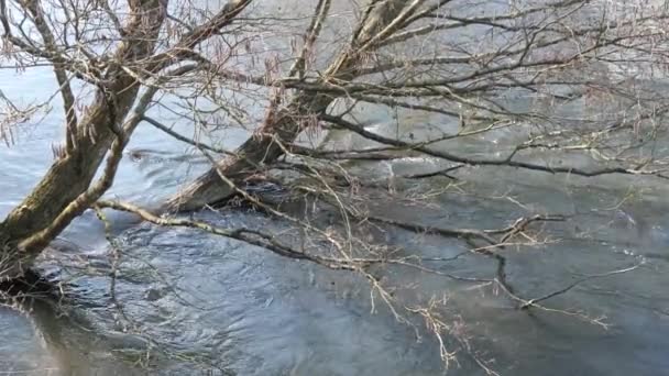 Het Begin Van Lente Wilde Snel Rivier Onder Het Kreupelhout — Stockvideo