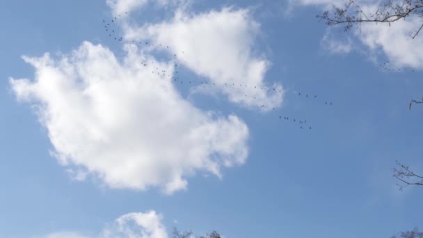 Frühlingsanfang Ein Schwarm Wandernder Wildgänse Fliegt Den Blauen Himmel — Stockvideo