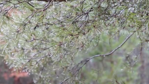 Primavera Ramo Pinho Espinhoso Verde Com Gotas Chuva — Vídeo de Stock