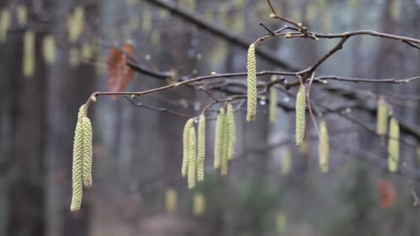 Primavera Principio Pendientes Están Floreciendo Los Arbustos — Vídeo de stock