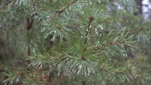 Spring Green Prickly Pine Branch Raindrops — Stock Video