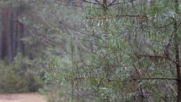 Primavera Ramo Pinho Espinhoso Verde Com Gotas Chuva — Vídeo de Stock