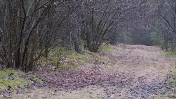 Våren Början Övervuxna Skogsväg — Stockvideo