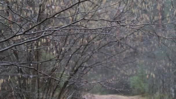 Primavera Principio Sobre Las Ramas Desnudas Una Gota Agua — Vídeo de stock