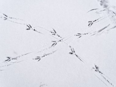 ince bir tabaka halinde kar içinde birden fazla kuş ayak adımları.