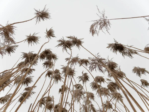 Начало весны. высокая болотная трава на ветру . — стоковое фото