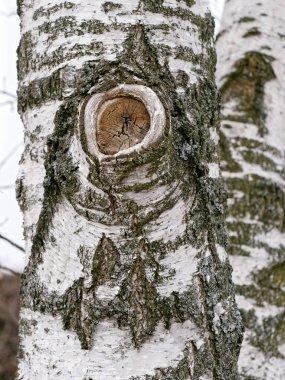 Huş ağacı ağaç gövdesi bir düğüm ve beyaz kabuğu ile.