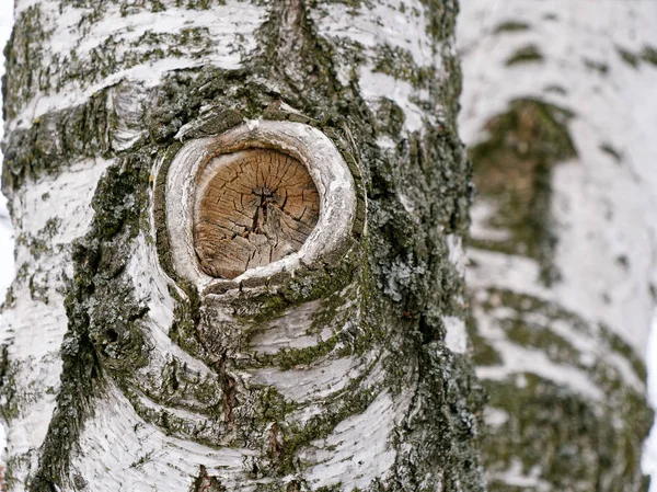 Kmen stromu bříza s uzlem a bílá kůra. — Stock fotografie