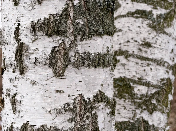 Kmen stromu bříza s uzlem a bílá kůra. — Stock fotografie