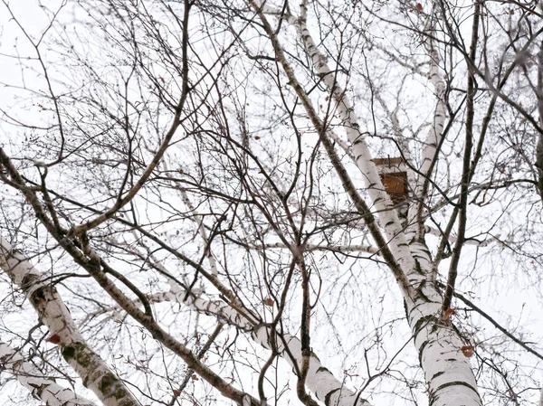 Awal musim semi. birdhouse tinggi di birch . — Stok Foto