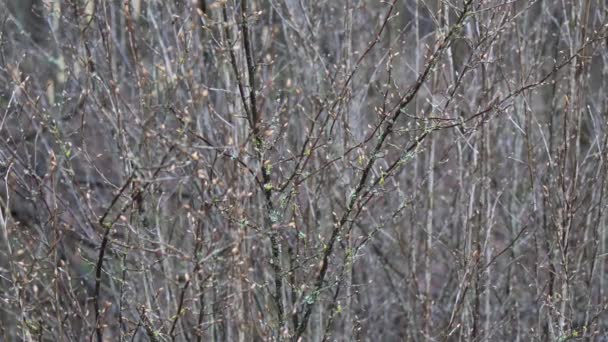 Lente Het Begin Oorbellen Zijn Bloeiende Struiken — Stockvideo