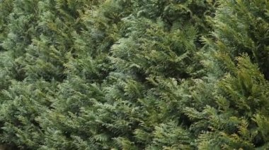 Rüzgarın hızıyla dekoratif Mazı duvarına