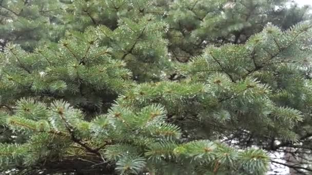 Las Ramas Espinosas Del Abeto Balancean Viento — Vídeo de stock