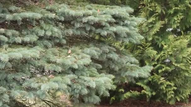 mur de thuja balançoire décorative dans le vent 