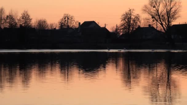 Svanar Röd Solnedgång Sjö Våren — Stockvideo