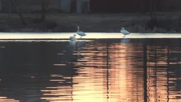 Cisnes Una Puesta Sol Roja Lago Primavera — Vídeos de Stock