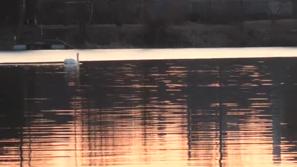Ilkbaharda Göl Kenarında Kırmızı Günbatımı Üzerinde Kuğu — Stok video