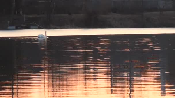 Zwanen Een Rode Zonsondergang Een Meer Het Voorjaar — Stockvideo