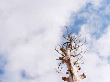ağaç dalları ve yaprakları stork yuvaların için olmadan