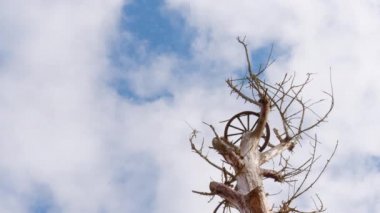 ağaç dalları ve yaprakları stork yuvaların için olmadan