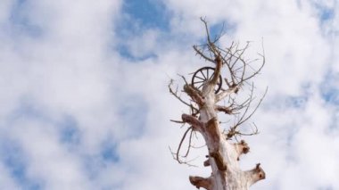 ağaç dalları ve yaprakları stork yuvaların için olmadan