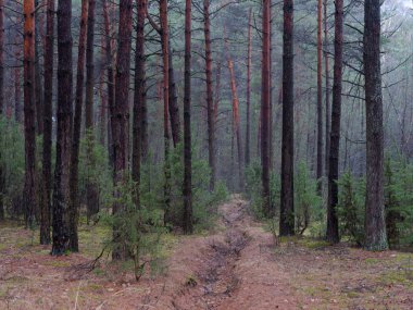 karanlık sık çam ormanı. ağaç gövdeleri ve çalılar