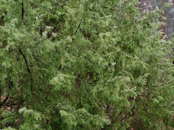 Темний Щільний Сосновий Ліс Стовбури Дерев Чагарники — стокове фото
