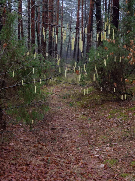 Темний Щільний Сосновий Ліс Стовбури Дерев Чагарники — стокове фото