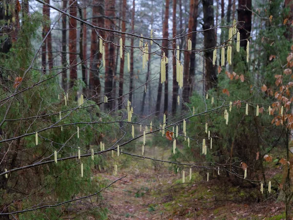 Bosque Pino Oscuro Denso Troncos Arbustos Árboles — Foto de Stock