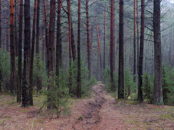 karanlık sık çam ormanı. ağaç gövdeleri ve çalılar