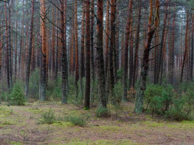 karanlık sık çam ormanı. ağaç gövdeleri ve çalılar