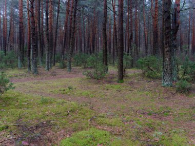 karanlık sık çam ormanı. ağaç gövdeleri ve çalılar