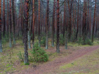karanlık sık çam ormanı. ağaç gövdeleri ve çalılar