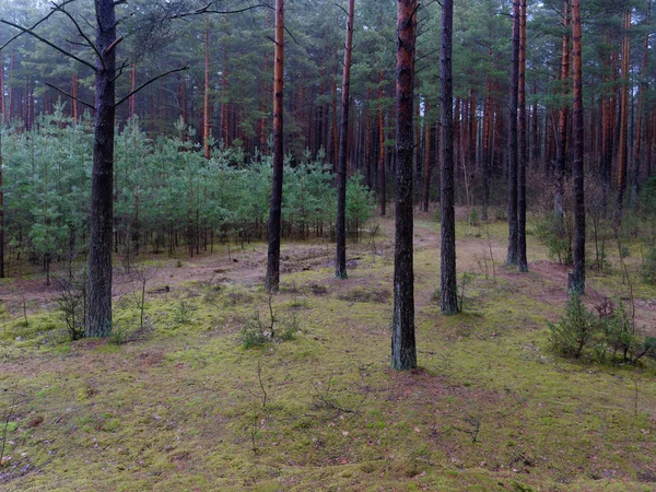 Темно Густой Сосновый Лес Стволы Деревьев Кустарники — стоковое фото