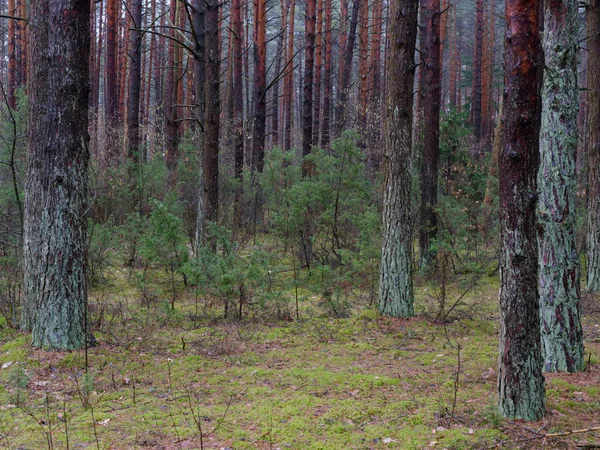 karanlık sık çam ormanı. ağaç gövdeleri ve çalılar
