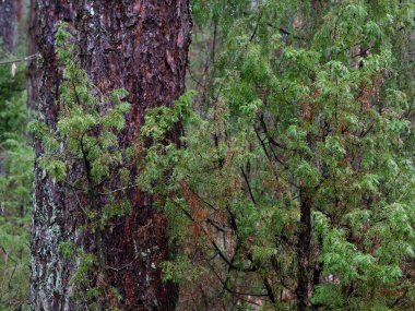 karanlık sık çam ormanı. ağaç gövdeleri ve çalılar