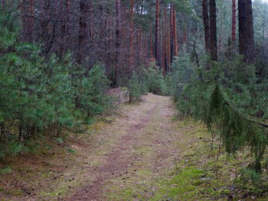 karanlık sık çam ormanı. ağaç gövdeleri ve çalılar