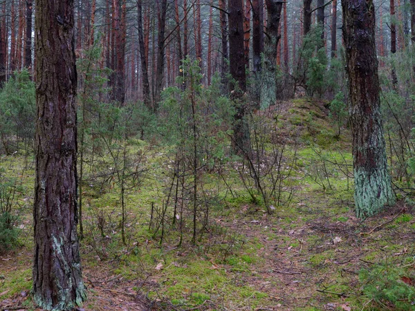 Ciemny Gęstego Sosnowego Lasu Pnie Drzew Krzewów — Zdjęcie stockowe
