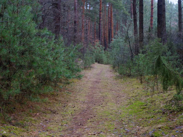 Dark Dense Pine Forest Tree Trunks Shrubs — Stock Photo, Image